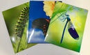 PORTAFOLIO DE BOLSILLO BUGS VARIOS DISEÑOS KITTRICH