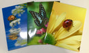 PORTAFOLIO DE BOLSILLO BUGS VARIOS DISEÑOS KITTRICH